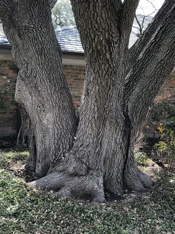 Mature heritage tree close to a Erie property cared for by certified arborists