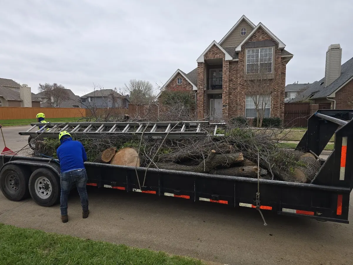 Expert Tree Removal with proper safety equipment in Erie